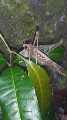 Mecopoda elongata