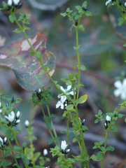 Orianthera serpyllifolia