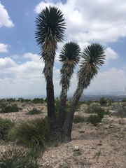 Yucca decipiens