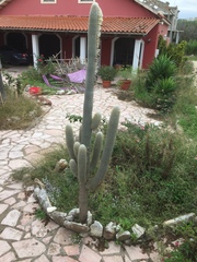 Cleistocactus