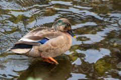 Anas platyrhynchos × zonorhyncha