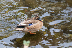 Anas platyrhynchos × zonorhyncha