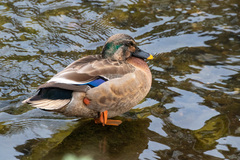 Anas platyrhynchos × zonorhyncha