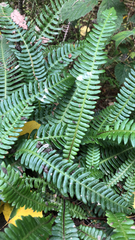 Struthiopteris spicant