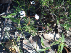 Stylidium spinulosum