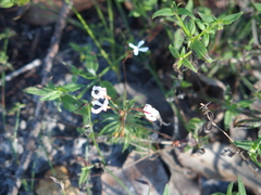 Stylidium spinulosum