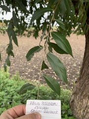 Salix alba