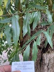 Salix alba