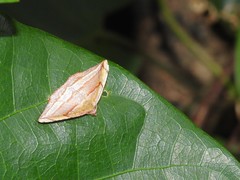 Loxotephria