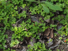 Potentilla hebiichigo