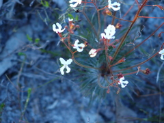 Stylidium spinulosum