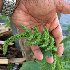 Amaranthus