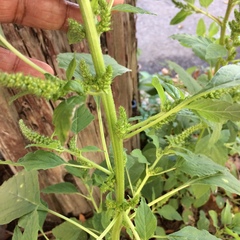 Amaranthus