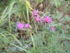 Saussurea odontolepis