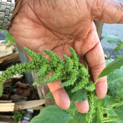 Amaranthus