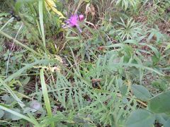 Saussurea odontolepis