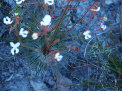 Stylidium spinulosum