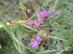 Saussurea odontolepis