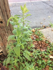 Amaranthus