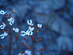 Stylidium spinulosum