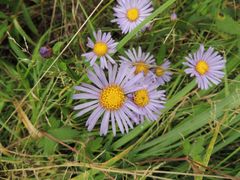 Aster maackii