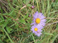 Aster maackii