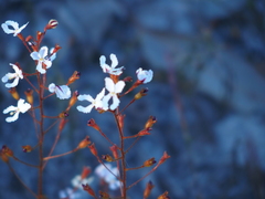 Stylidium spinulosum