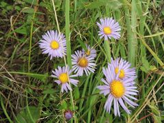 Aster maackii