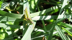 Odontopodisma decipiens