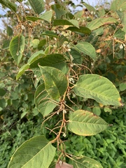 Reynoutria japonica