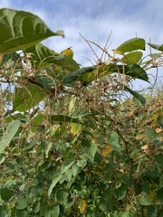 Reynoutria japonica