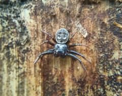 Coriarachne depressa