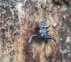 Coriarachne depressa