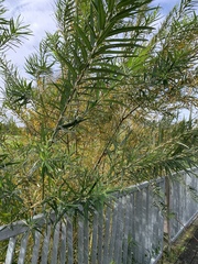 Salix viminalis