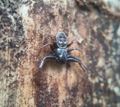 Coriarachne depressa