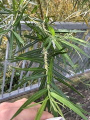 Salix viminalis