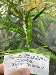 Salix viminalis