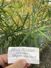 Salix viminalis