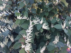 Reynoutria japonica