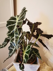 Alocasia amazonica