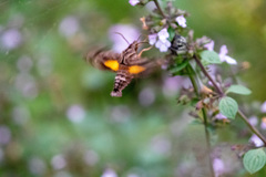 Neogurelca himachala