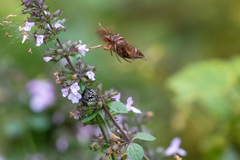 Neogurelca himachala
