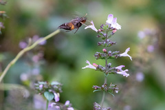 Neogurelca himachala