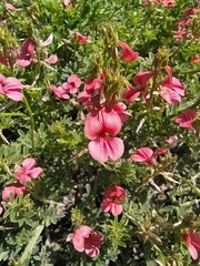 Indigofera glaucescens