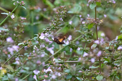 Neogurelca himachala