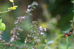 Neogurelca himachala