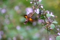 Neogurelca himachala