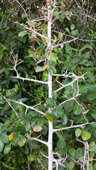 Maclura africana