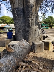 Adansonia digitata