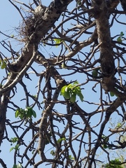 Adansonia digitata